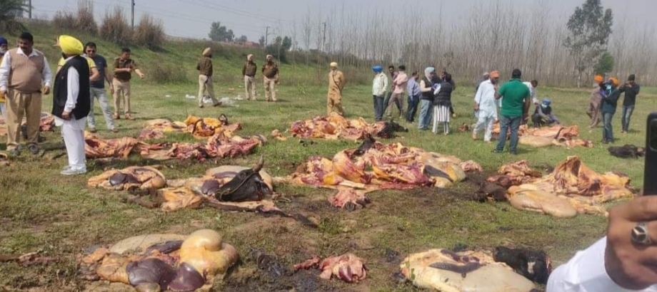 Hindu organizations raged on those who spoiled the atmosphere of Punjab by killing cows, blocked the Pathankot highway