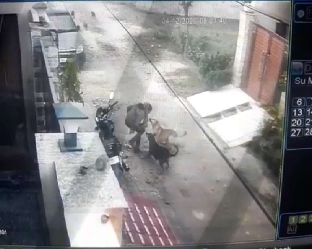 12-year-old girl passing through street in Jalandhar attacked by stray dogs, falling on the ground badly scratched