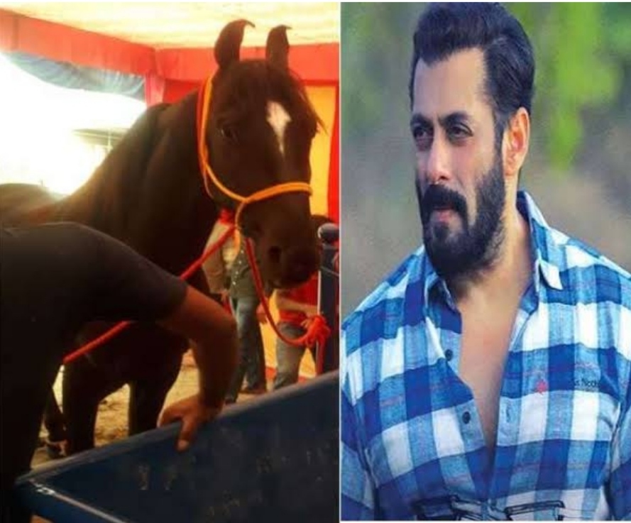 Salman Khan's heart came on one crore horse 'Paramveer' in Punjab, know what the owner gave the answer