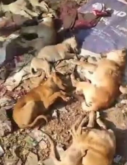 seven dogs died due to poison in amritsar of punjab