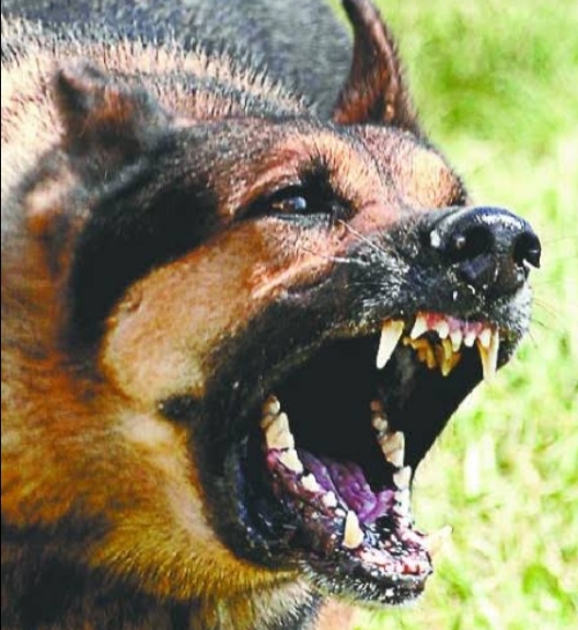 The mayor's dog bitten the DSP