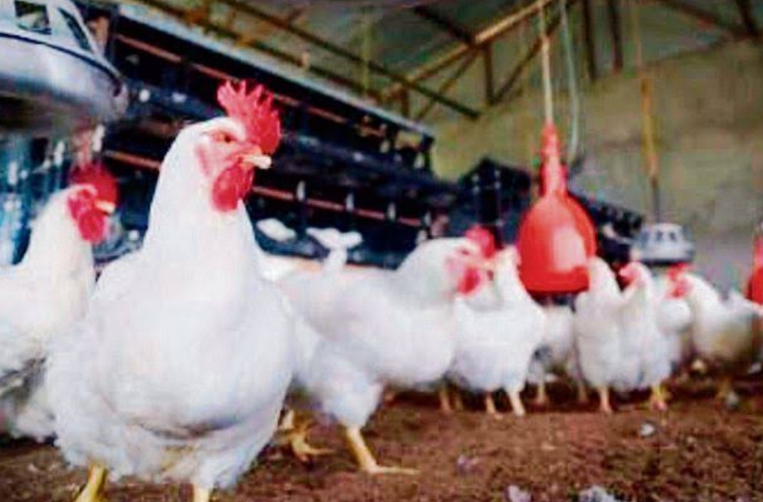 Order to kill hundreds of chickens in Pathankot, Punjab, buried 120 other pet birds, know the reason
