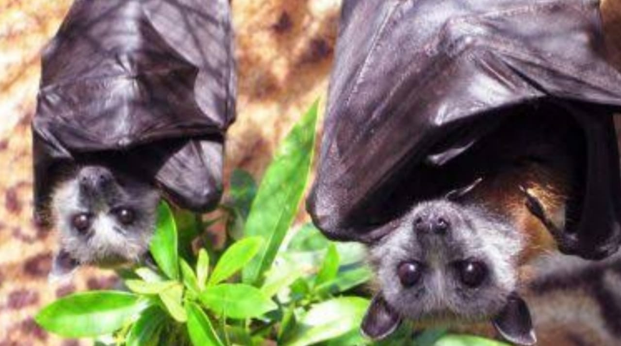 Nipah virus found in bats in Maharashtra cave, tourist places of Mahabaleshwar-Panchgani were closed