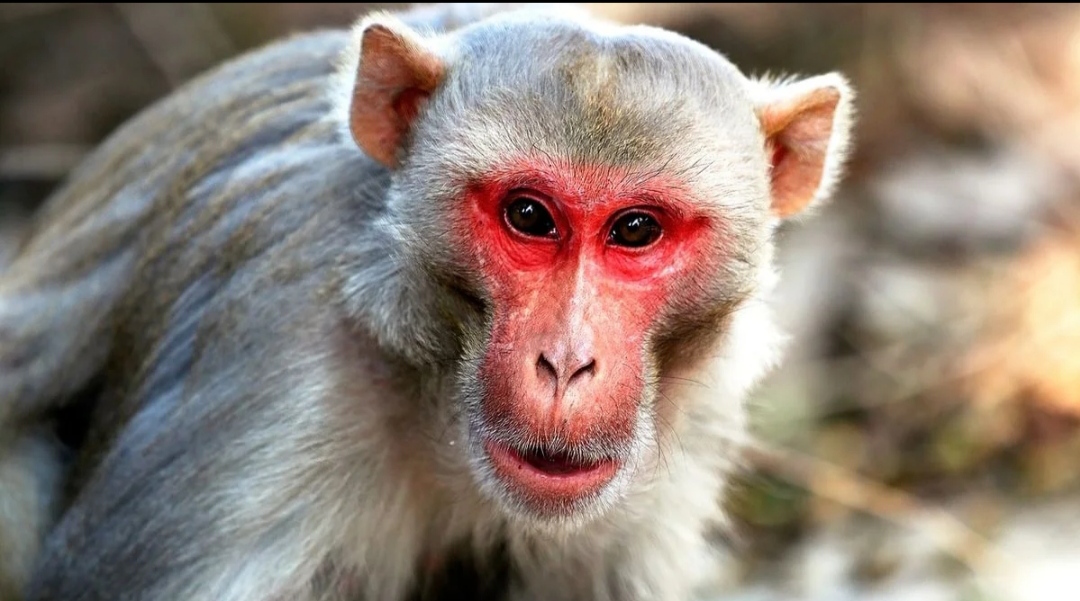 According to dream science, if you see a monkey in your dream then understand that big changes are going to happen in your life.