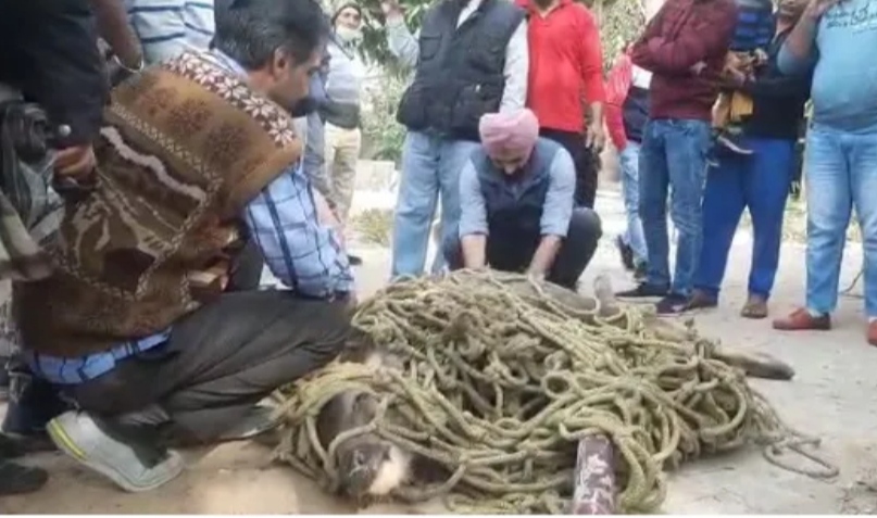 Sambhar entered the hospital in Jalandhar, chaos ensued, forest workers caught