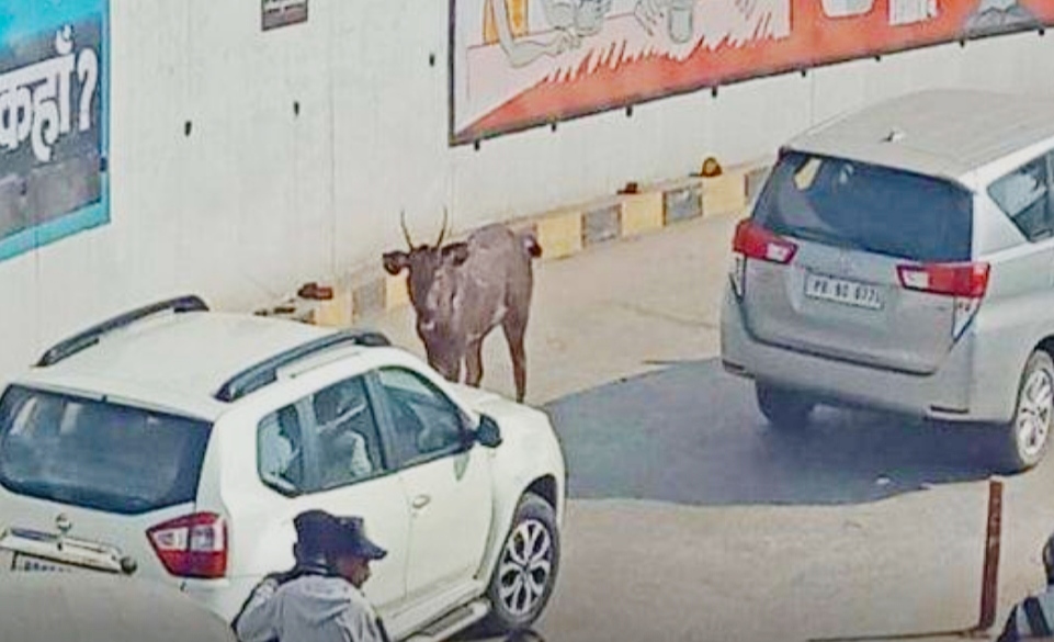 There was chaos due to the sighting of sambar in Jalandhar, forest department employees controlled it after hard work