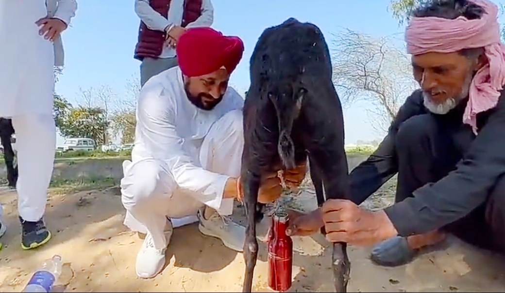 Former Punjab CM Charanjit Channi milked the goat, now know how much that goat was sold for