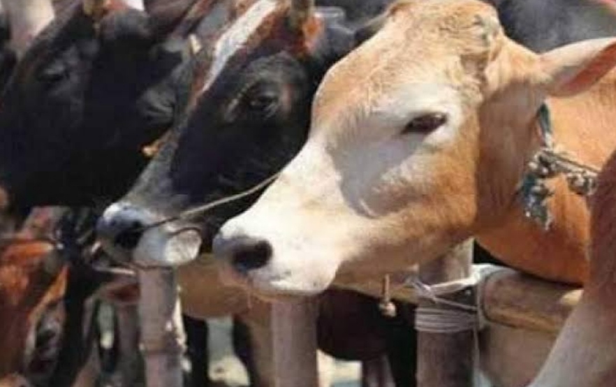 The process of cow slaughter is not stopping, the sensation spread due to getting 4 more heads of cows