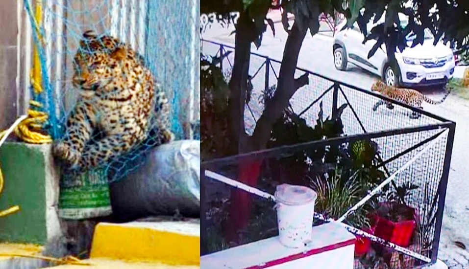 Breaking News: The entry of a leopard into a house in a residential area created a stir, the forest department and police team reached the spot.