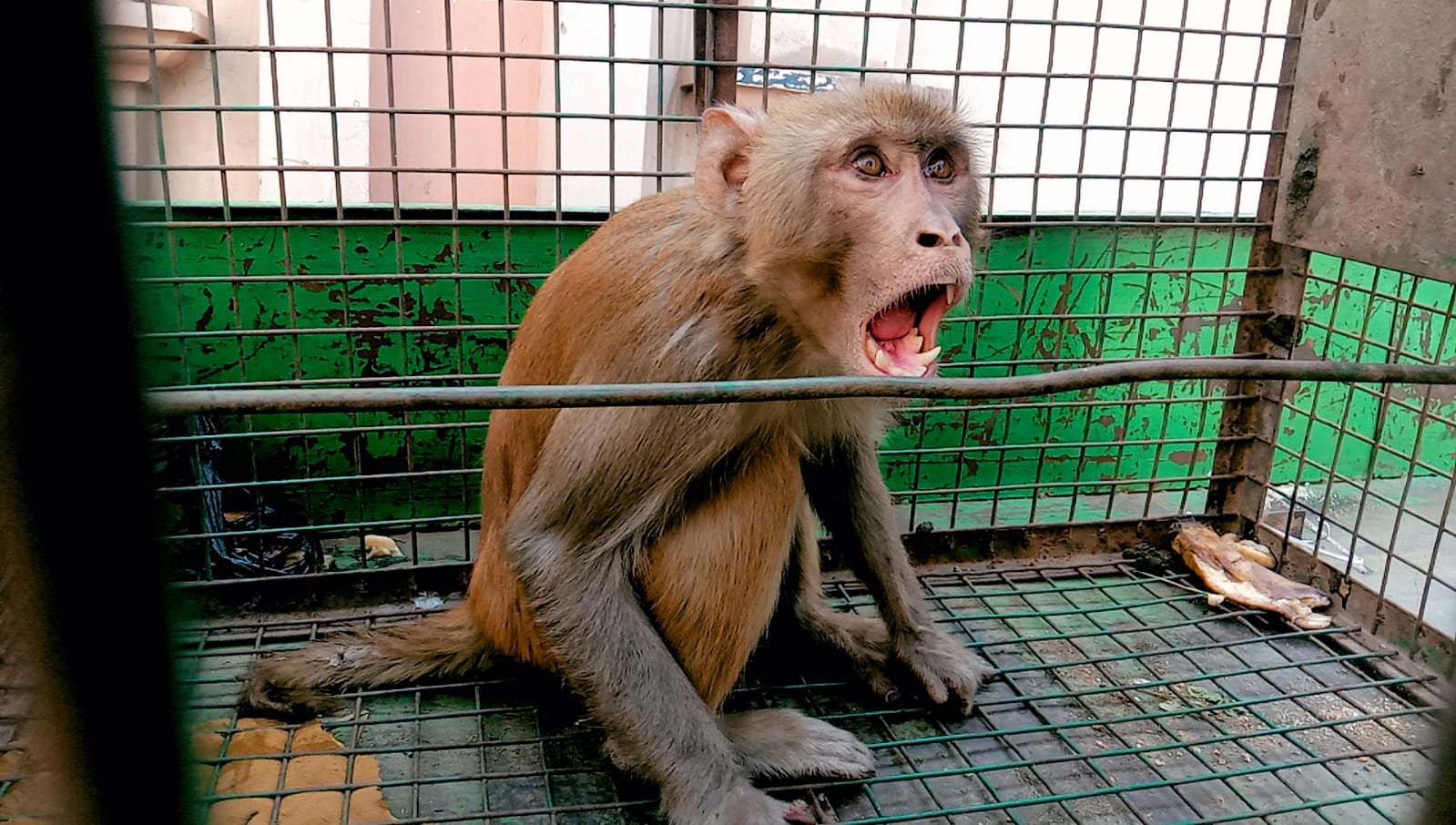 Breaking News: Panic of monkey ends in Vikaspuri, Jalandhar, people heave a sigh of relief