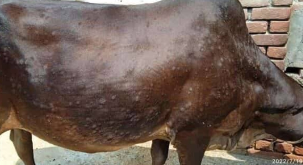 Lumpy skin disease also seen in buffalo in Punjab, two cases surfaced in Muktsar