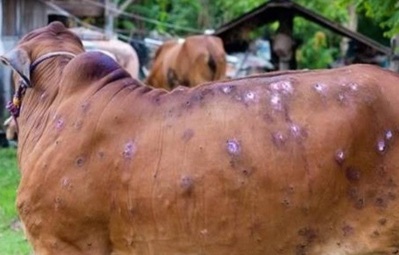 The havoc of lumpy skin is increasing in Jalandhar too, so many cases including the death of 23 animals came to the fore