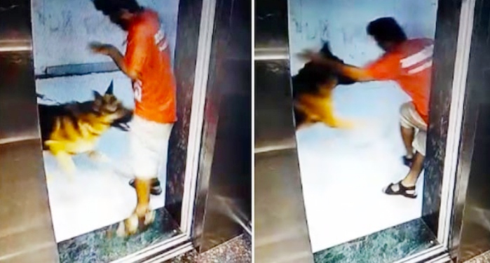 Dog's terror, badly bitten delivery boy's private part in lift in Mumbai