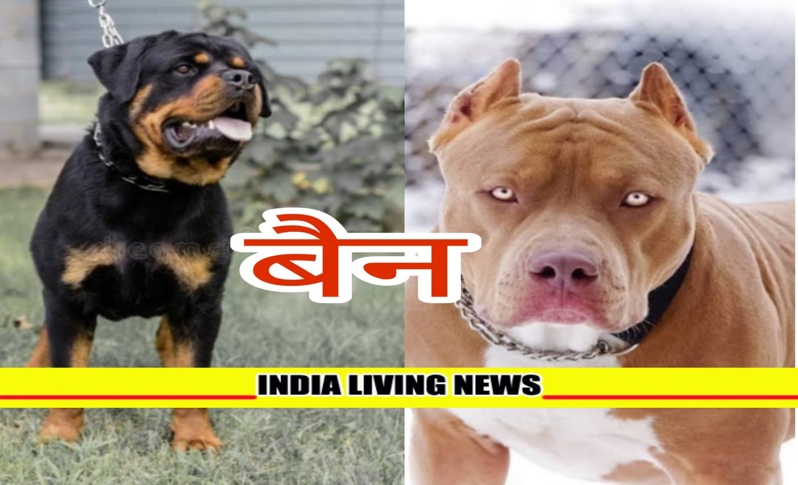 Big news: Municipal Corporation banned dangerous dogs Pitbull and Rottweiler, fine will be imposed for violating the rules