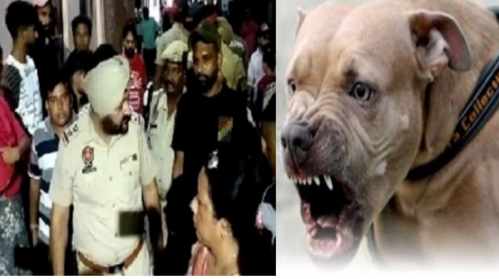 Dangerous Pitbull dog bites nine-year-old girl at Gandhi Camp in Jalandhar