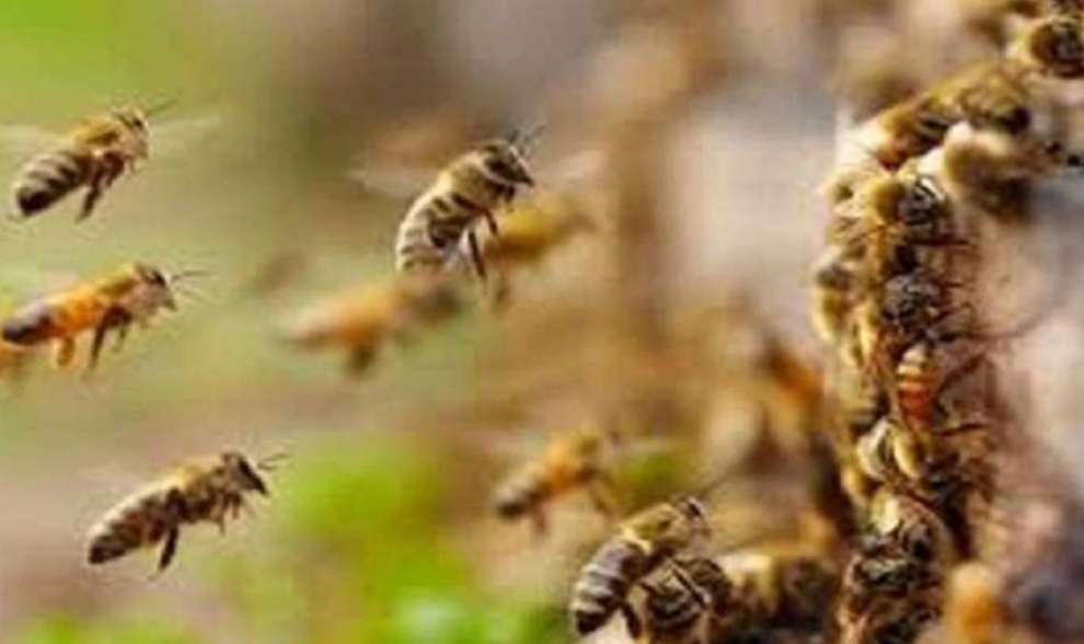 A swarm of bees attacked the groom's car in a wedding procession going to Punjab