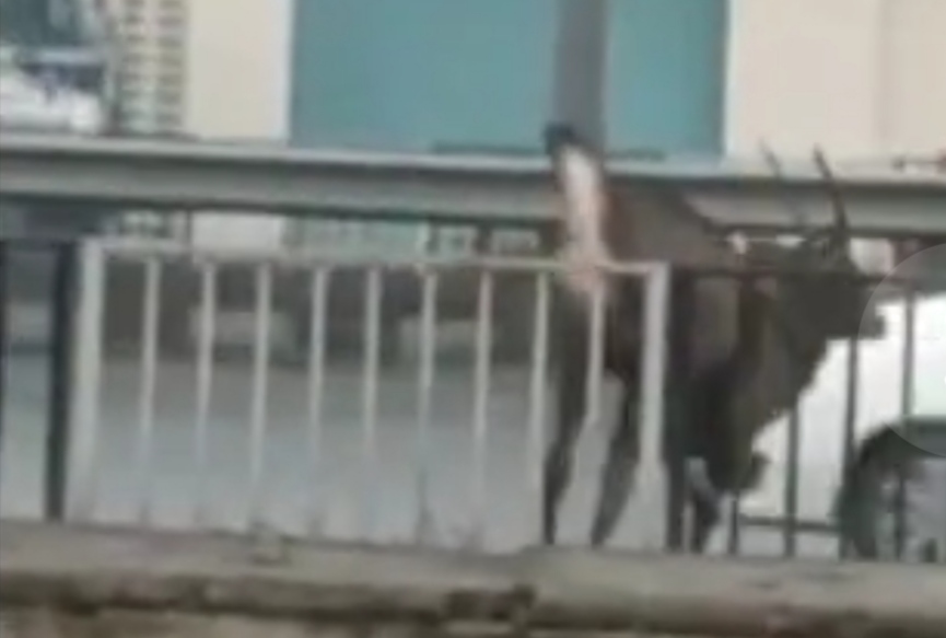 Wild animal entered this area of Jalandhar, people imprisoned in mobile