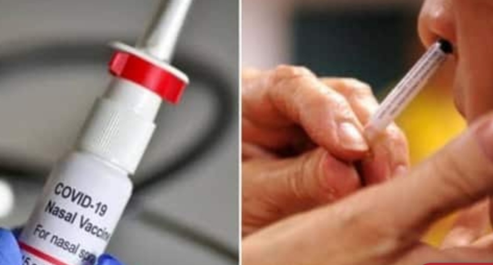 Nasal corona vaccine will be launched on January 26