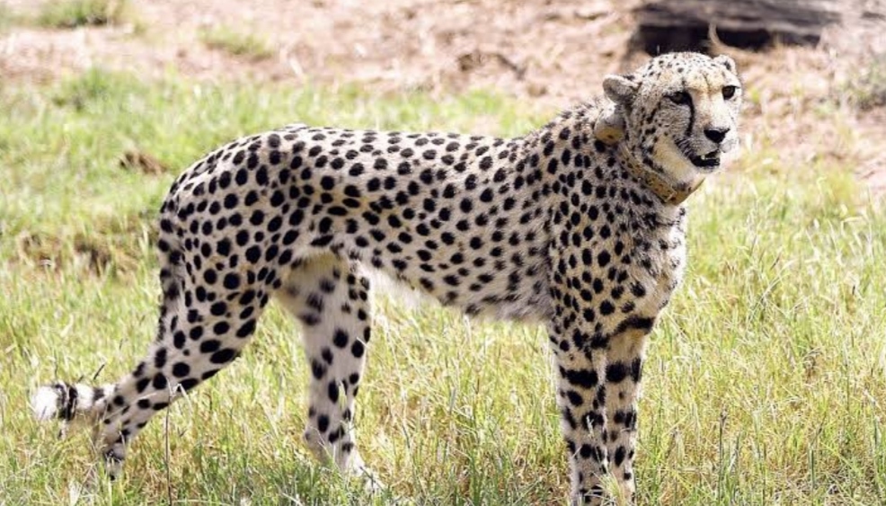 12 cheetahs from South Africa came to Kuno National Park