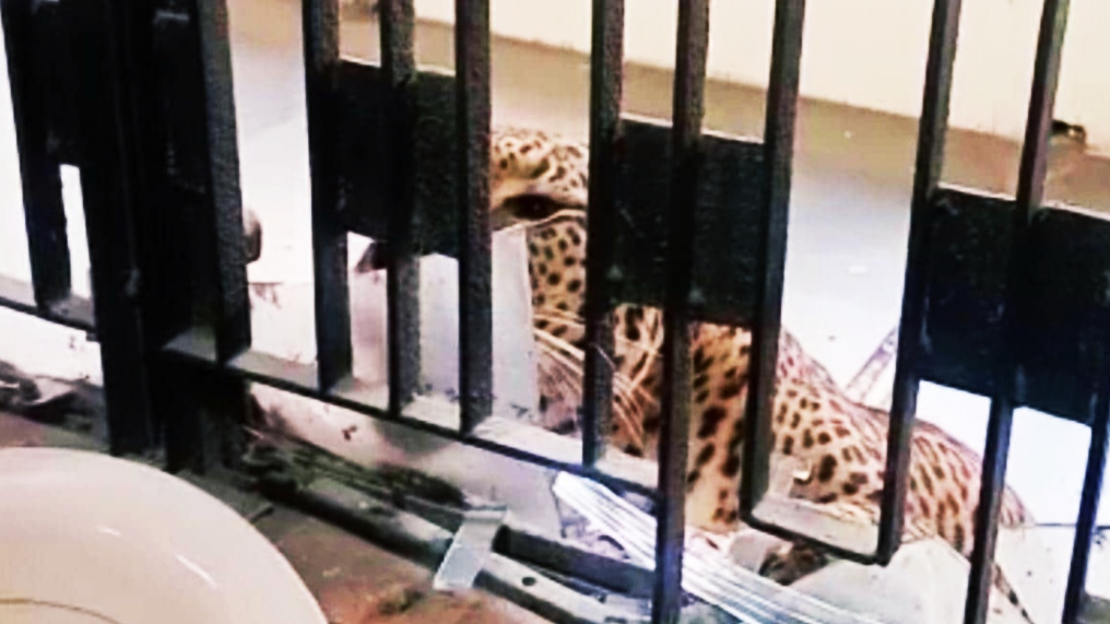 Leopard entered the court, injured 3 people, lawyers saved their lives by running away