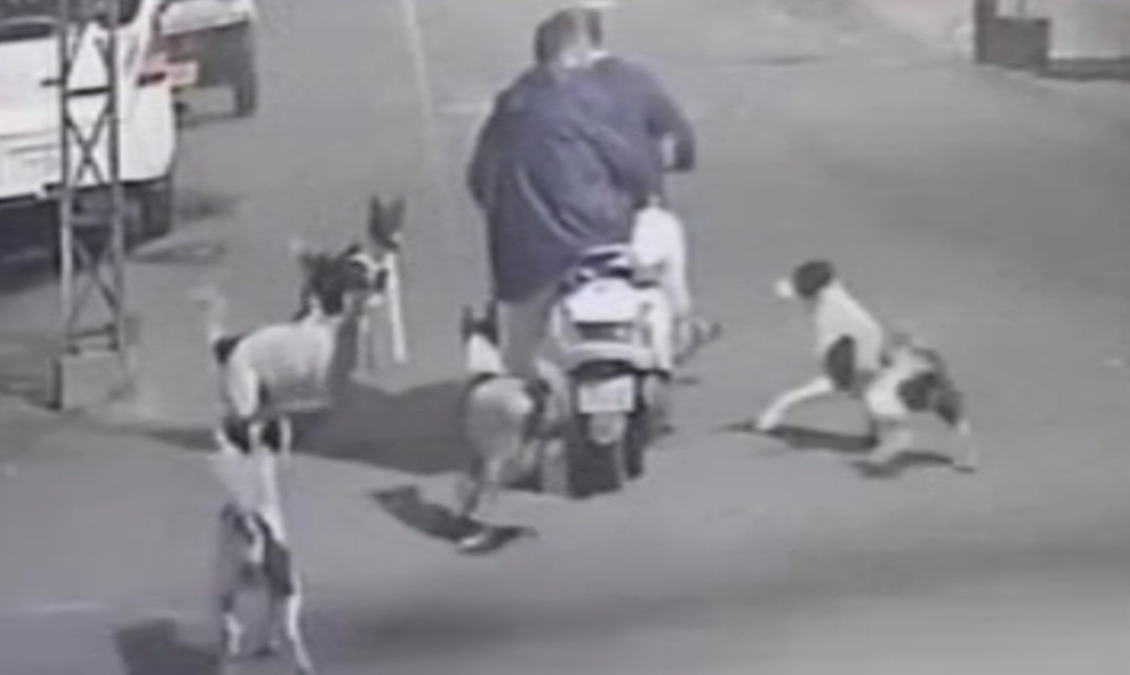 Dog terror in Jalandhar, 2 people riding Activa were attacked by a pack of dogs