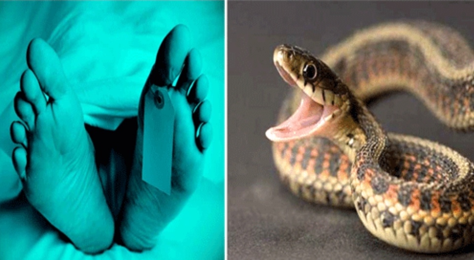 Couple sleeping in room died due to snake bite, younger son was also sleeping with them