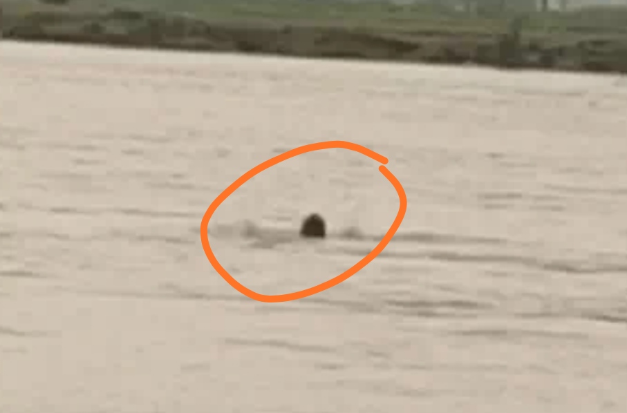 Young man drowned in the flood water in Ferozepur