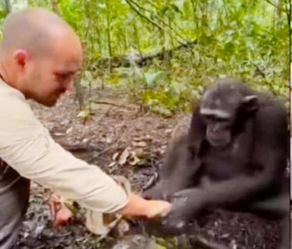A man gave water to a chimpanzee with his hands, the animal expressed his gratitude like this, watch the video