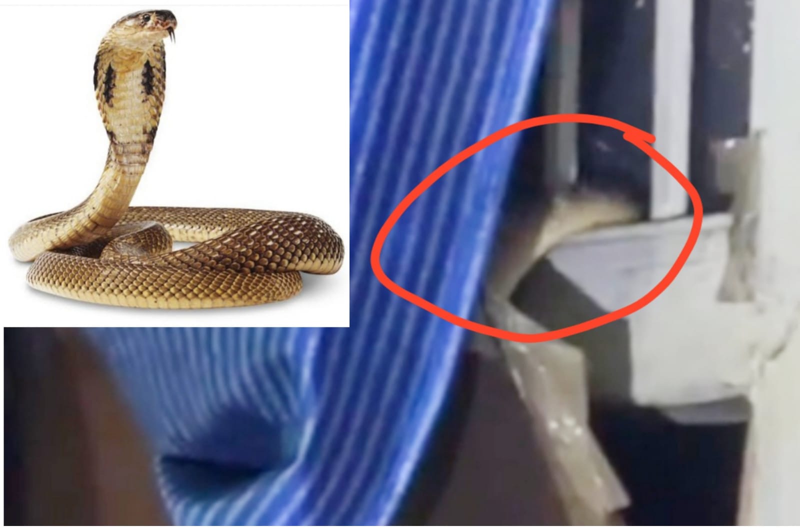 There was a stir in police station number-8 of Jalandhar, a snake entered the scribe's room