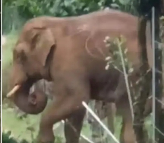 Viral Video: Video of elephant's intelligence surfaced, made a tree a bridge and crossed the barbed wire
