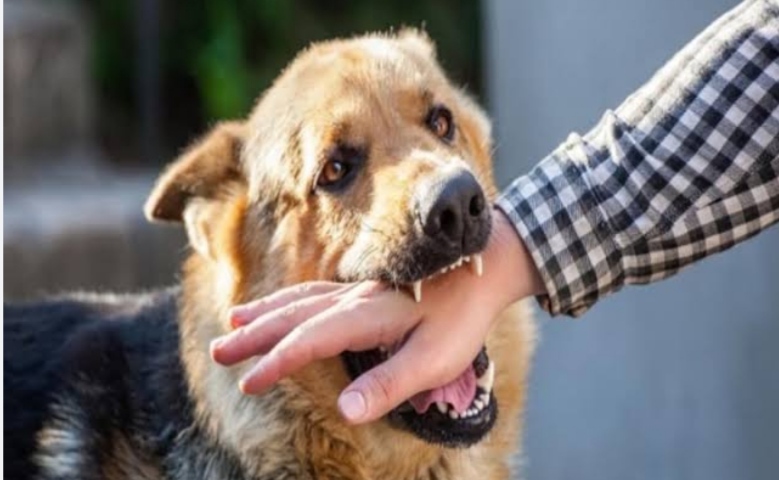 Now compensation will be given on dog bite, Rs 10 thousand on one tooth, Rs 20 thousand on 0.2 cm wound, High Court gave instructions