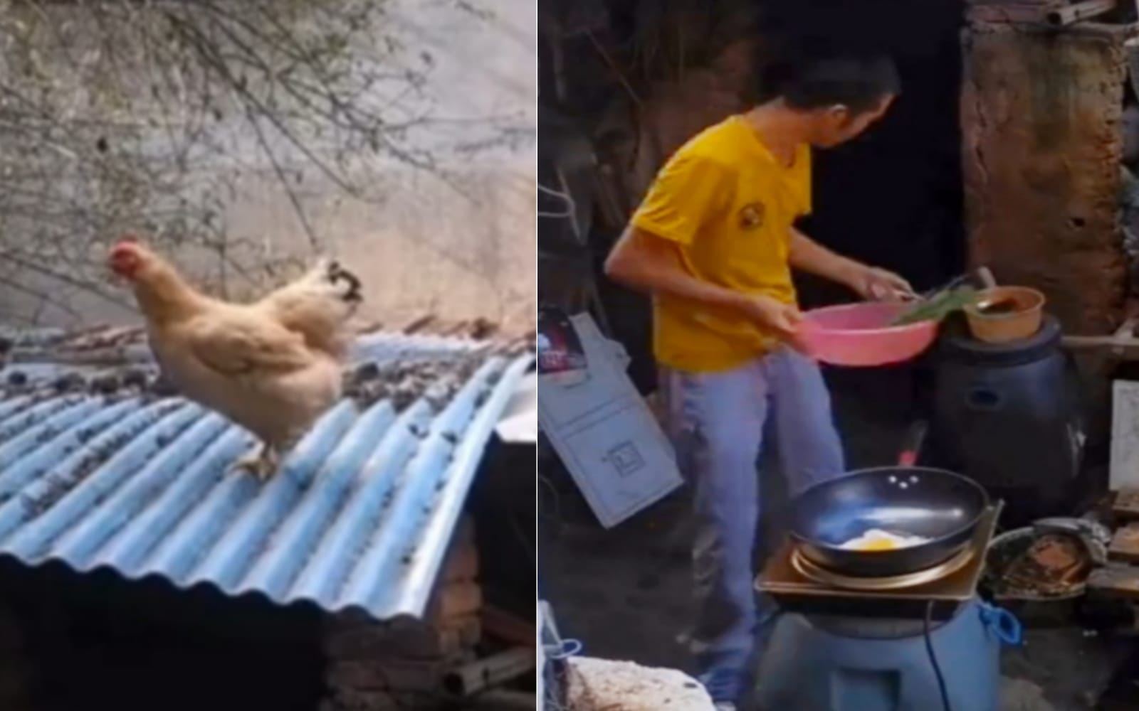 VIRAL VIDEO: Hen's egg slipped from the ceiling and fell straight into the hot pan, video went viral