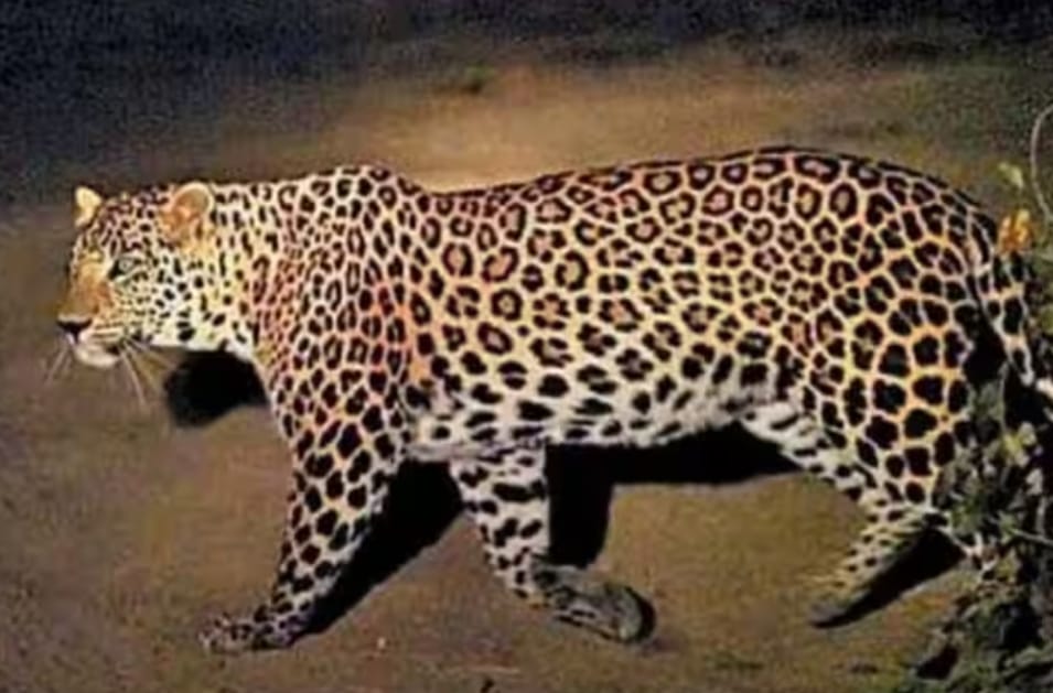 Be careful, CCTV video of leopard sighting in Jalandhar went viral