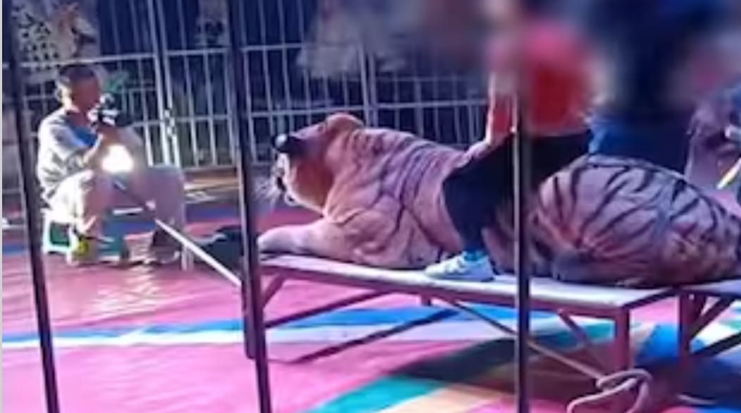 Viral Video: Death game with tiger in circus, people are putting children's lives at risk!