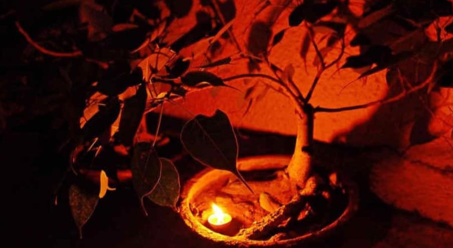 astrologer-tips-benifits-of-lighting-deepak-under-peepal-tree