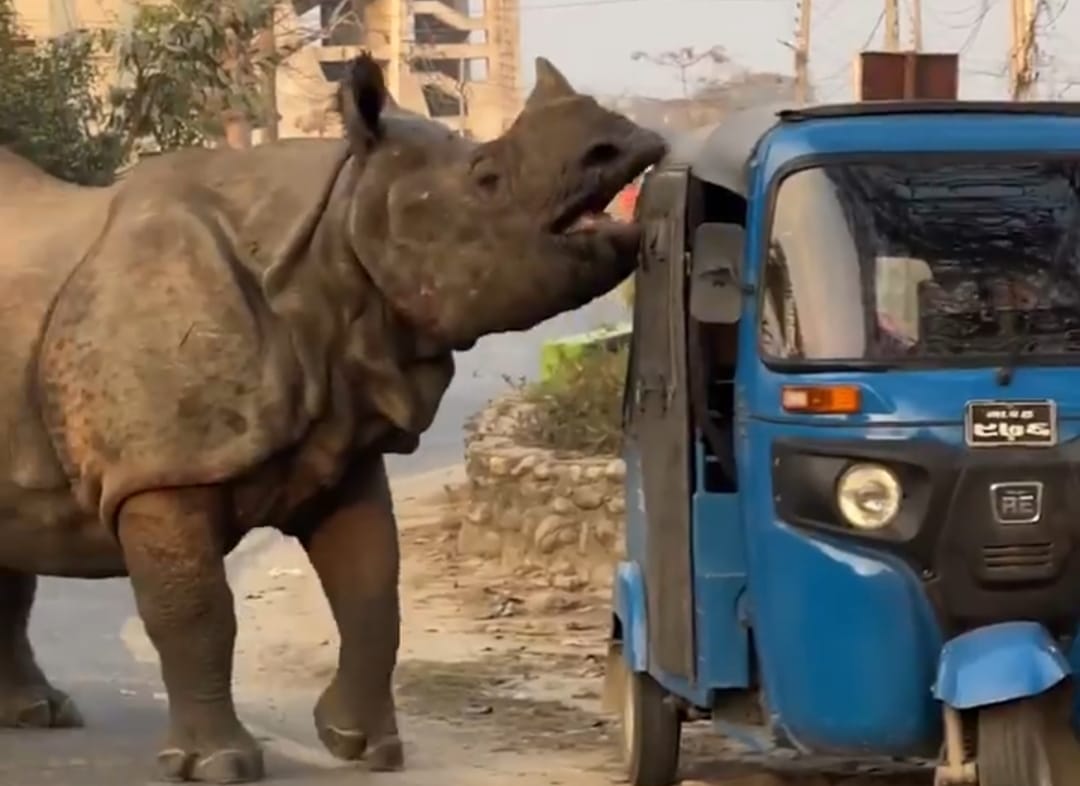 VIDEO VIRAL: Rhino seen running on the road in a residential area, people's condition worsened due to fear