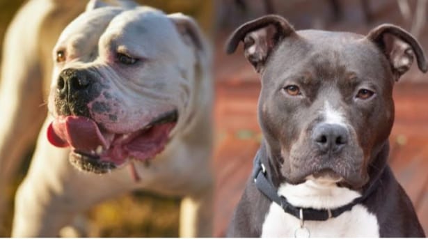 Dogs of dangerous breeds like Pitbull-Bulldog may be banned