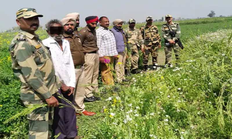 Opium cultivation racket busted in Punjab, police raid and seize plants