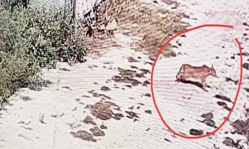 पंजाब में इस जगह दिखा तेंदुआ , दहशत में लोग