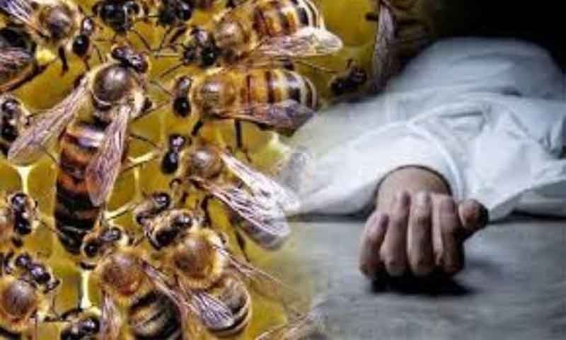 मधुमक्खियों के झुण्ड ने व्यक्ति पर किया हमला , शख्स की हुई मौत