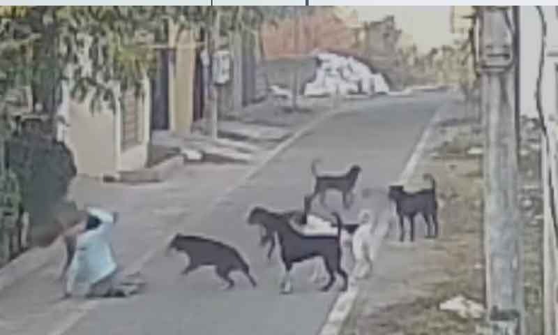 जालंधर में बुजुर्ग महिला को घसीट ले गया कुत्तों का झुंड...