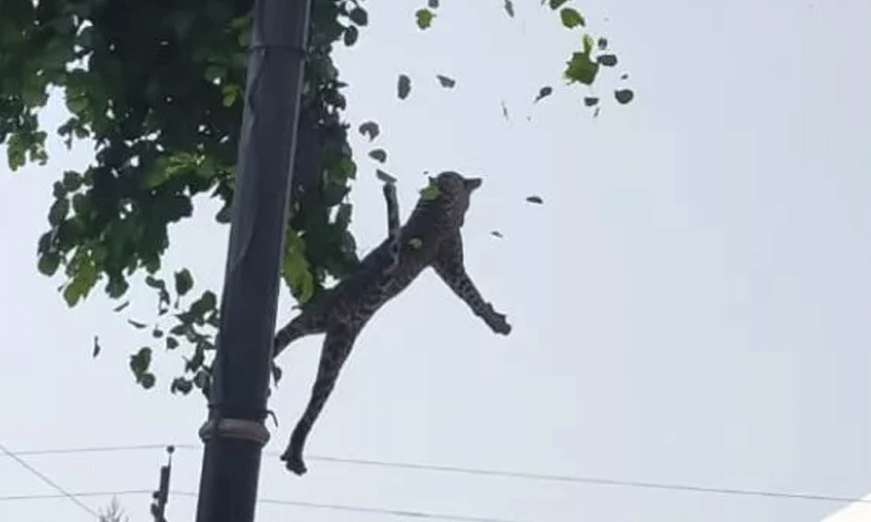 कुत्ते के डर से पेड़ पर चढ़ा तेंदुआ, वन विभाग ने किया रेस्क्यू