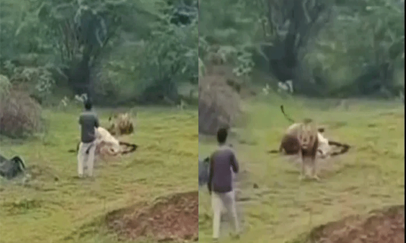 Viral Video : शेर अपने शिकार को मजे से खा रहा था , वीडियो बनाने के लिए करीब पहुंचा शख्स और फिर.......
