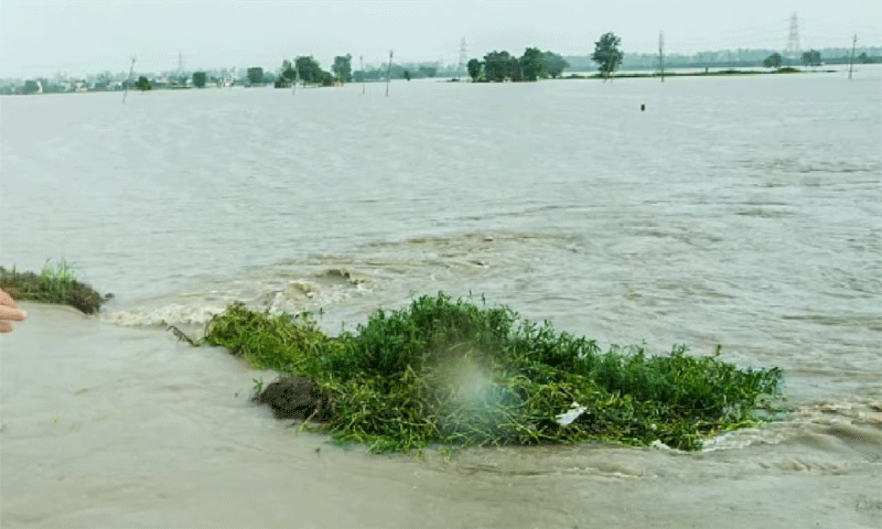पंजाब में बाढ़ के बीच भारी बारिश का रेड अलर्ट,  डैम के फ्लड गेट खोलने से बिगड़े हालात