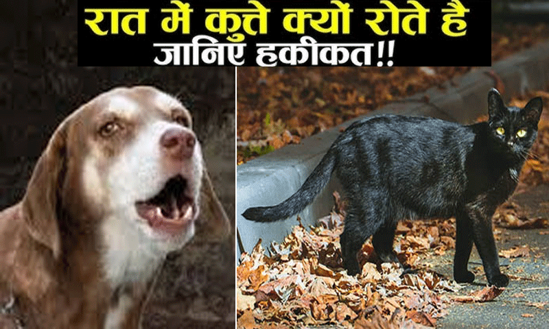 रात को कुत्ते, बिल्ली का रोना आम बात नहीं , ये देते हैं कई बड़े संकेत