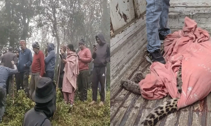 आदमखोर तेंदुए के हमले से व्यक्ति की मौत, 5 अन्य लोगों गंभीर रूप से किया घायल