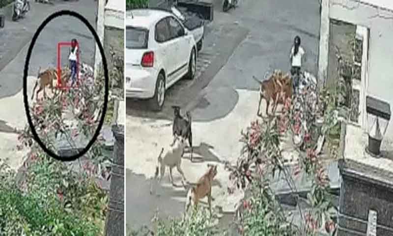 नौ साल की बच्ची पर 7 कुत्तों ने हमला कर किया गंभीर घायल