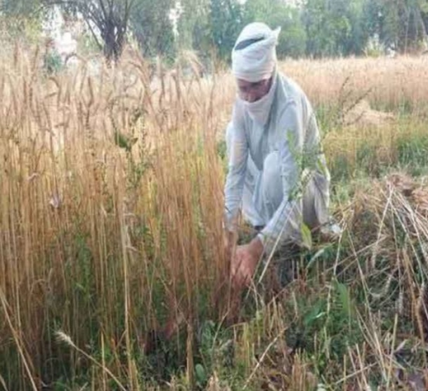 You are currently viewing पंजाब में संगरूर के DC मुंह पर सूती कपड़ा, हाथ में दाती लेकर दे रहे खास संदेश