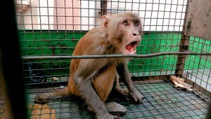 Read more about the article Breaking News : जालंधर के विकासपुरी में बंदर की दहशत हुई ख़तम, लोगों ने ली राहत की सांस