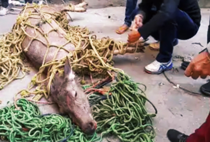 You are currently viewing जालंधर के रैणक बाजार में घुसा जंगली सांभर , काफी मशक्कत के बाद वन विभाग के कर्मचारियों ने पकड़ा